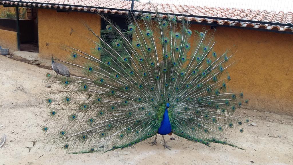 Vila Quinta Da Mina Monsanto Exteriér fotografie