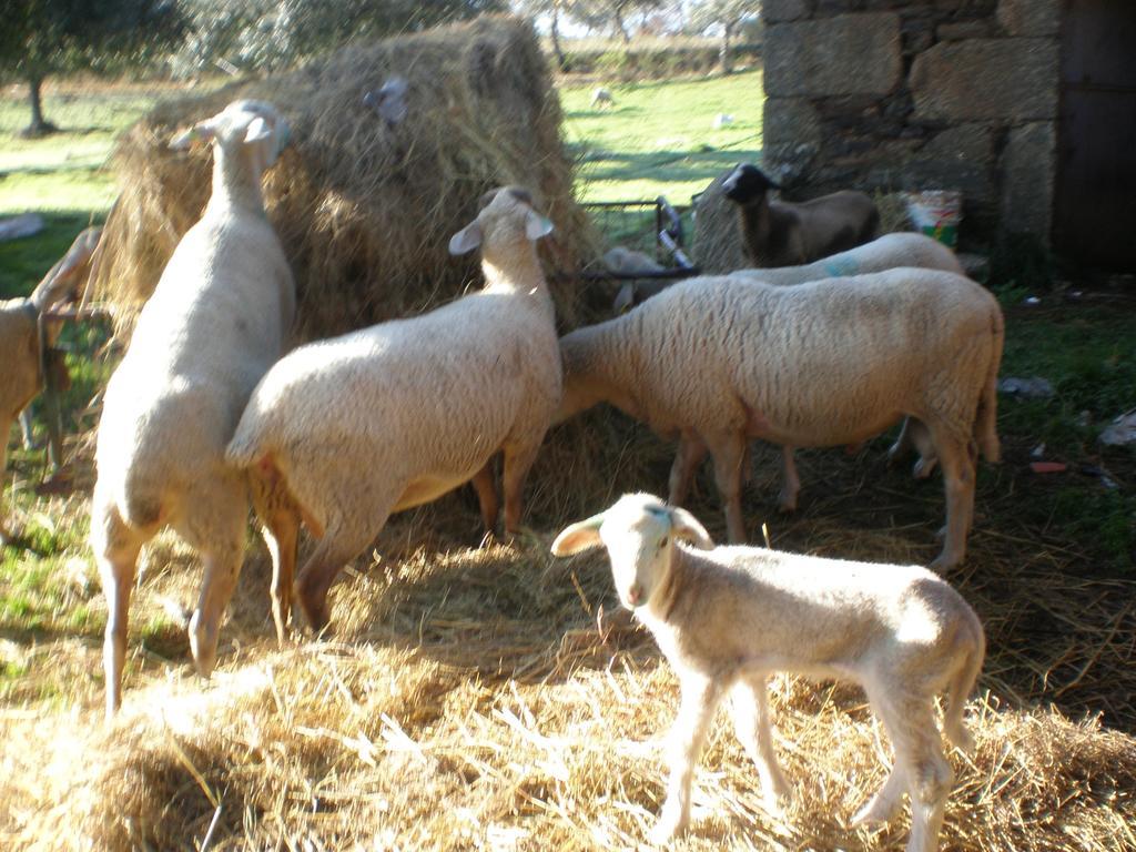 Vila Quinta Da Mina Monsanto Exteriér fotografie